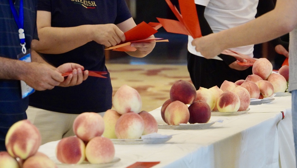 【原创】“蜜”意不同 “桃”香满溢|天水秦安蜜桃鉴评会来啦_fororder_5