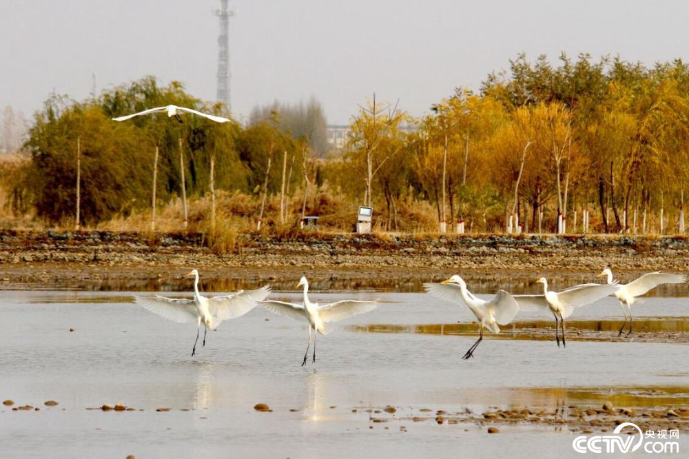 【央视网】甘肃张掖：鹭舞湿地景如画