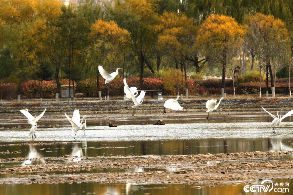 【央视网】甘肃张掖：鹭舞湿地景如画