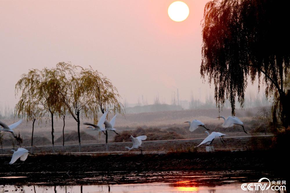 【央视网】甘肃张掖：鹭舞湿地景如画