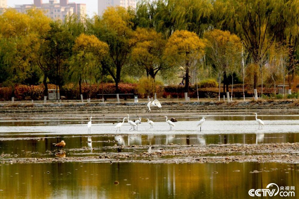 【央视网】甘肃张掖：鹭舞湿地景如画