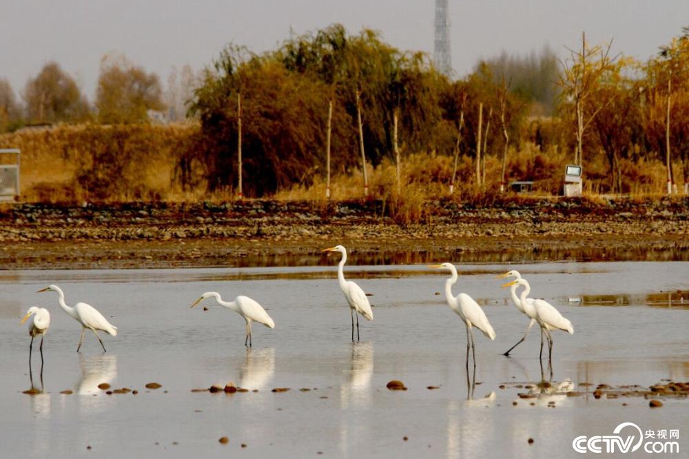 【央视网】甘肃张掖：鹭舞湿地景如画