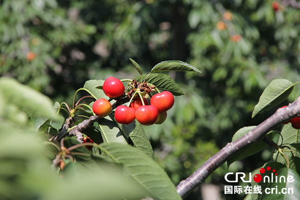图片默认标题_fororder_理县车厘子（摄影-刘浪涛）