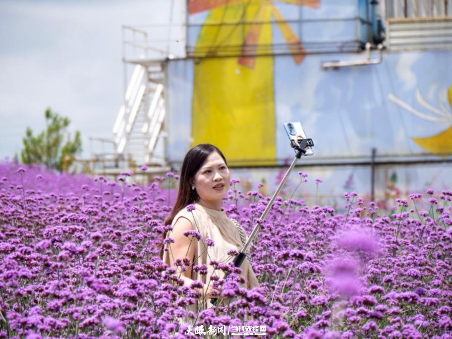 贵阳花溪高坡:紫色花海如梦如幻