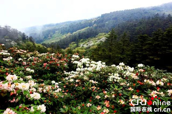 图片默认标题_fororder_峨眉山杜鹃花保护区
