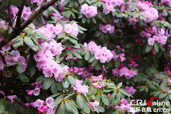 图片默认标题_fororder_金顶杜鹃-(2)