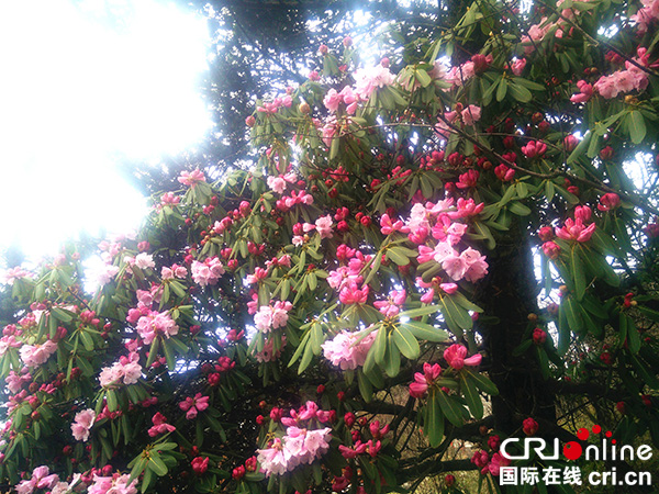 图片默认标题_fororder_金顶杜鹃-(3)