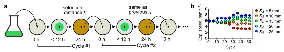 「科技日报」一个公式“算”出生物迁徙进化规律！中国科学家做到