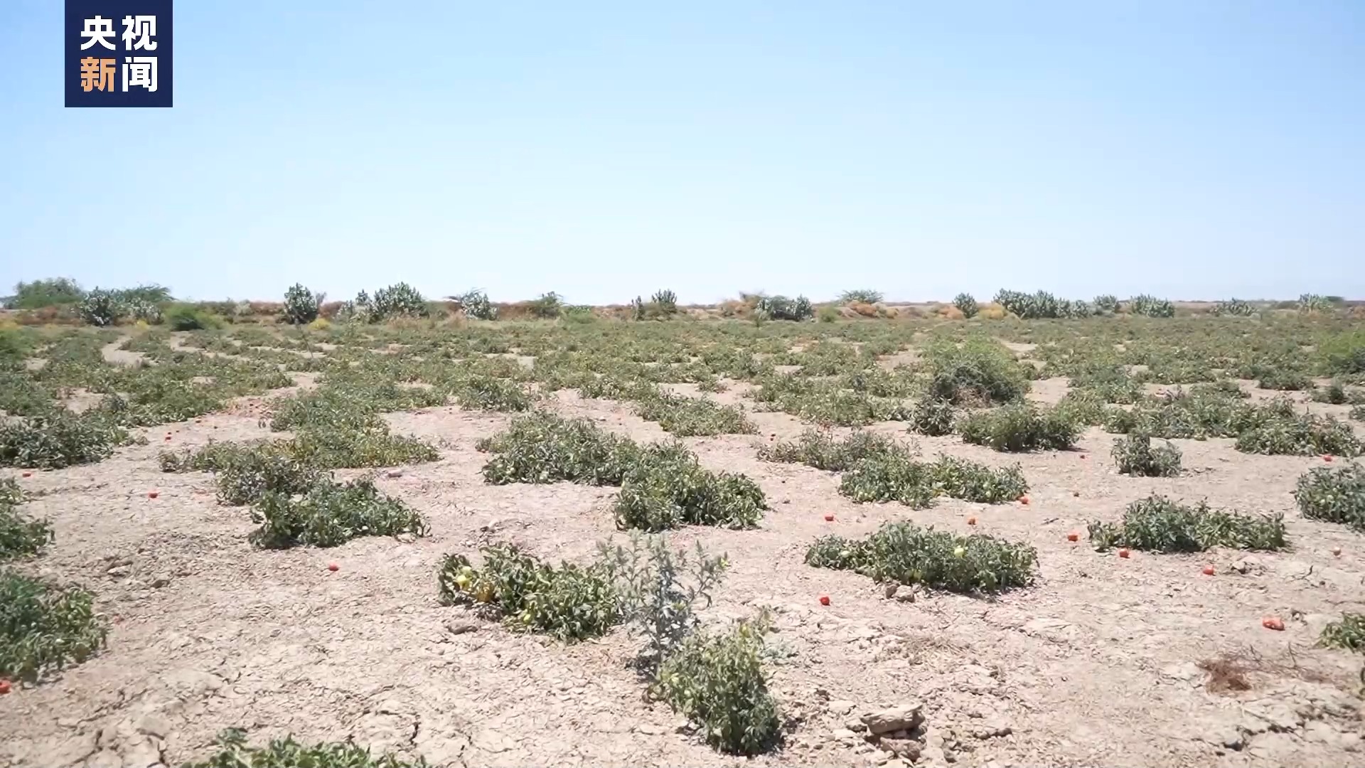 战火重创农业生产 苏丹陷入粮食危机