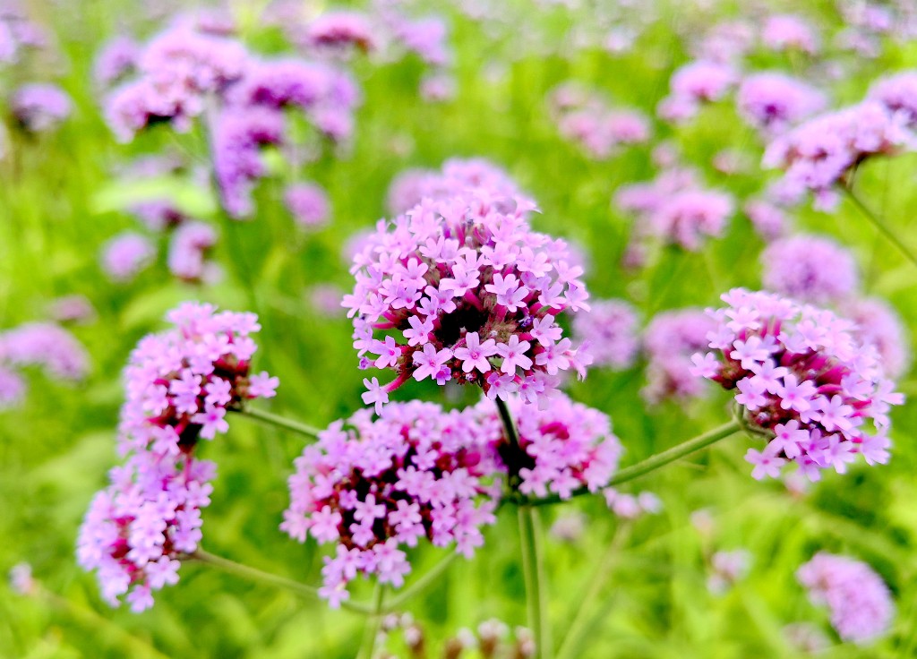 醉龙江|哈尔滨群力江畔 紫色花海美如画