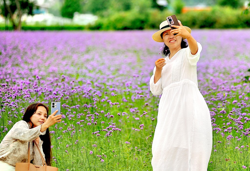 醉龙江|哈尔滨群力江畔 紫色花海美如画