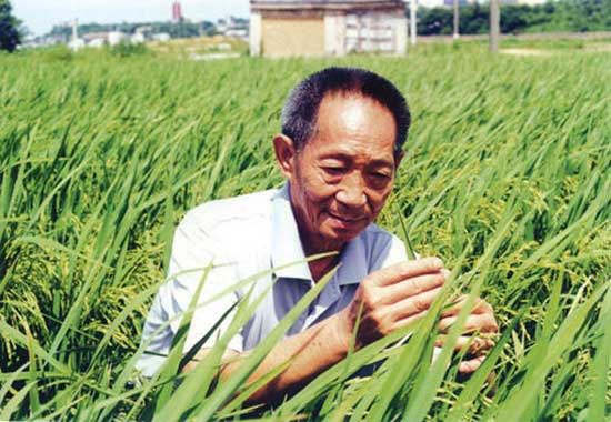 中国人的故事:海稻来啦!86岁的袁隆平仍在改