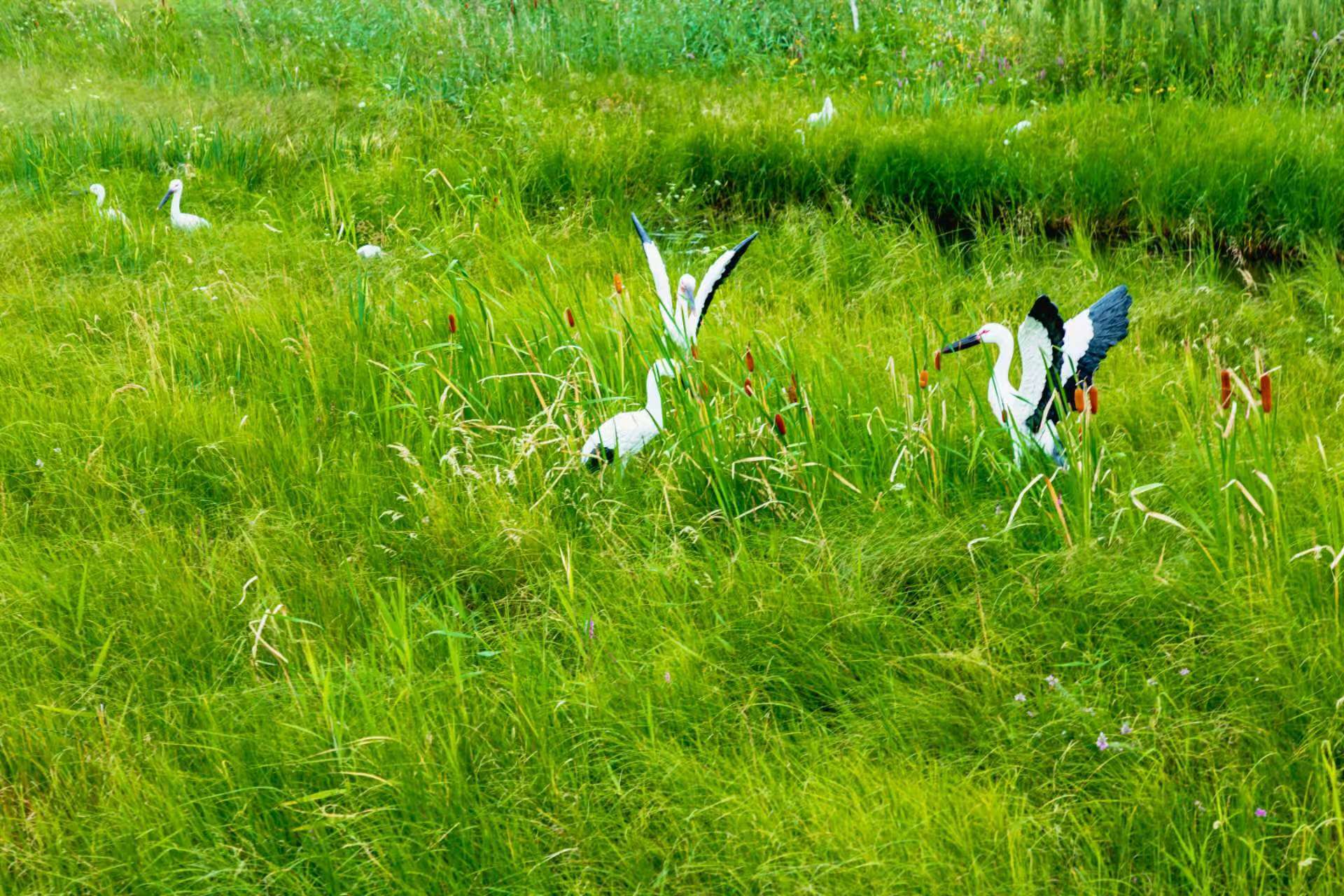 八五九农场:从湿地保护走出“稻路”发展新路径