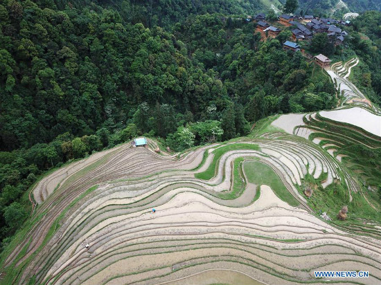 Tanawin ng hagdan-hagdang palayan sa Miao ethnic village sa Lalawigang Guizhou