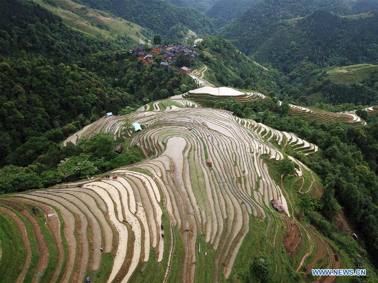 Tanawin ng hagdan-hagdang palayan sa Miao ethnic village sa Lalawigang Guizhou