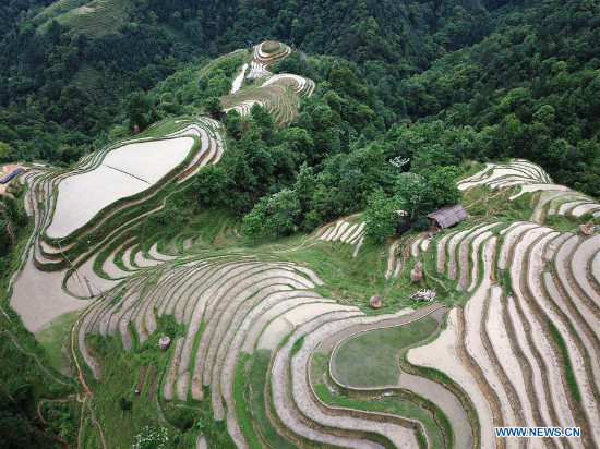 Tanawin ng hagdan-hagdang palayan sa Miao ethnic village sa Lalawigang Guizhou