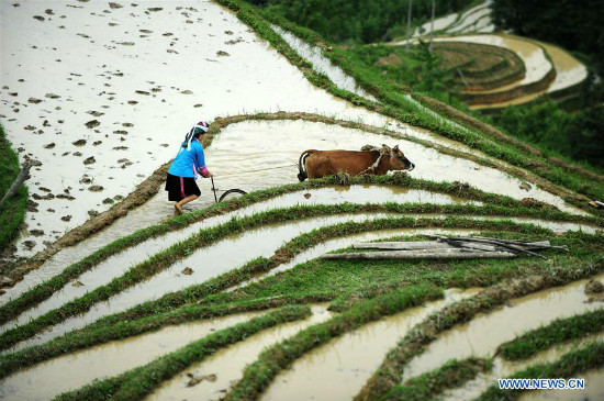 Tanawin ng hagdan-hagdang palayan sa Miao ethnic village sa Lalawigang Guizhou