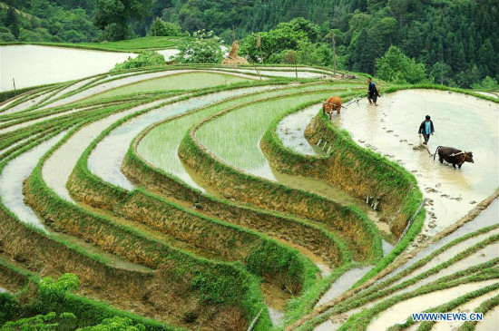 Tanawin ng hagdan-hagdang palayan sa Miao ethnic village sa Lalawigang Guizhou