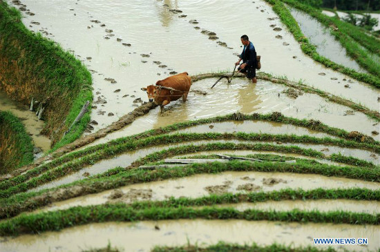 Tanawin ng hagdan-hagdang palayan sa Miao ethnic village sa Lalawigang Guizhou