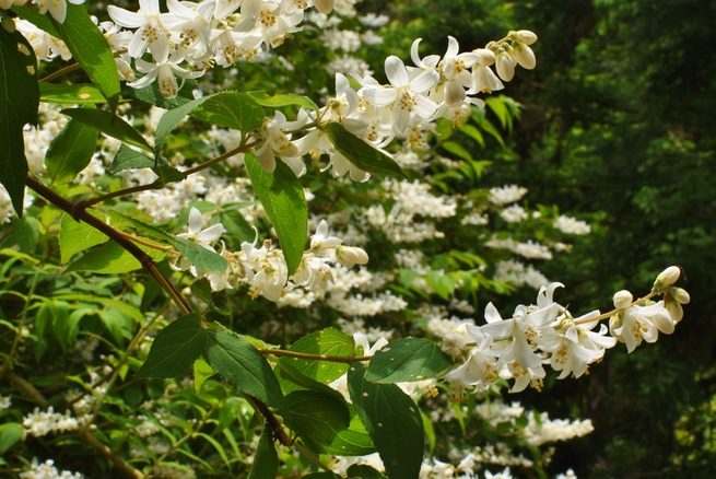 图片默认标题_fororder_DSC_0179ｳﾂｷﾞ垣根 (1).JPG