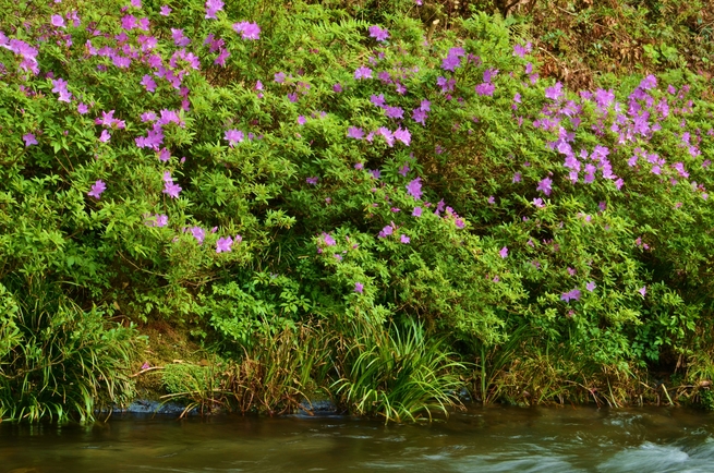 图片默认标题_fororder_73 DSC_6754ｷｼﾂﾂｼﾞ.JPG