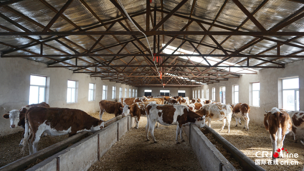 吴龙宝嘎查养殖专业合作社的科尔沁牛牛舍.