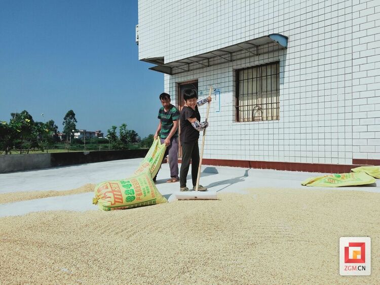 (转载)自贡沿滩区富全镇:打造优质大米生产加工基地 擦亮富全大米金字招牌