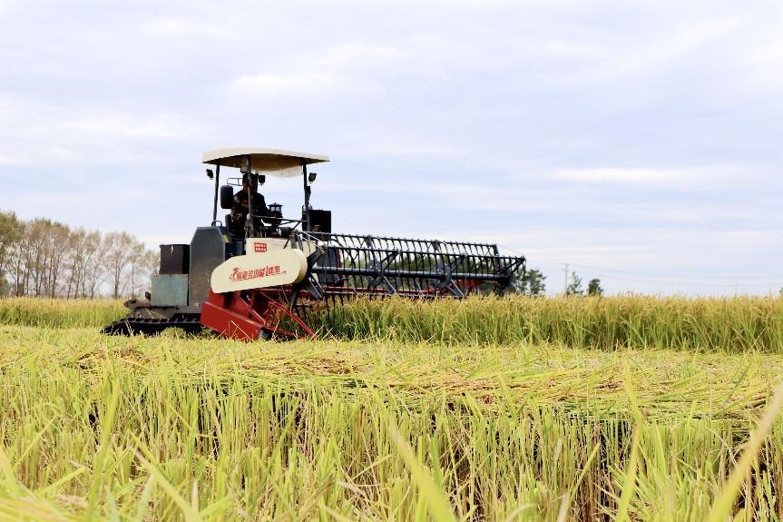 北大荒农业股份新华分公司:水稻割晒作业 拉开秋收序幕_fororder_图片1