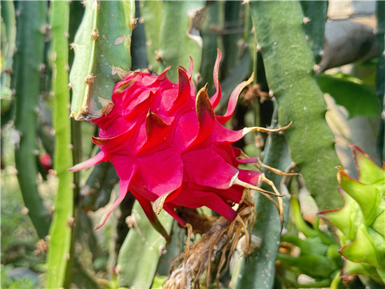 信阳浉河区:乡村“丰”景美如画_fororder_微信图片_20240826150217