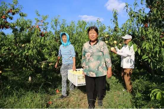 河北盐山: 儒桃丰收采摘忙 树梢缀满“致富果”_fororder_河北沧州:儒桃丰收采摘忙 树梢缀满“致富果”276