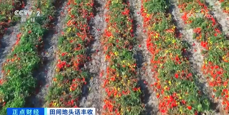 秋收正当时!新质生产力赋能农业生产 绘就金秋好“丰”景