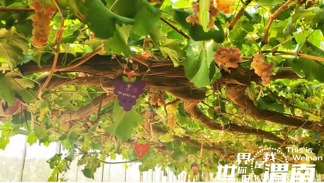 机遇中国 共享“渭”来|国际观察员见证渭南乡村振兴新画卷_fororder_34