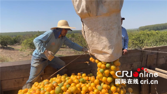 巴西柑橘主产区产量下跌 全球橙汁价格上涨严重_fororder_677108c6807640a4a0ff6d8a9344e86a