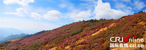图片默认标题_fororder_百灵山万亩杜鹃（韦春景摄影）