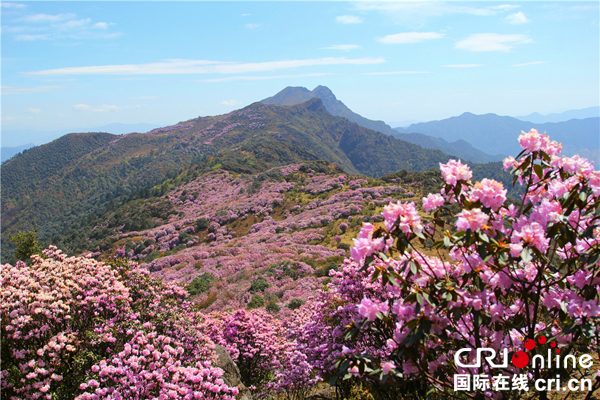 图片默认标题_fororder_红宝索玛花（盐边县委宣传部供图）