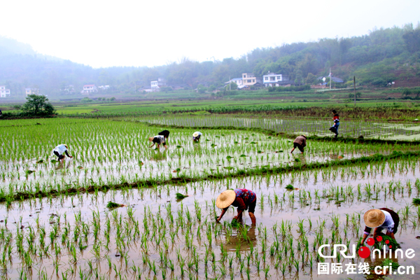 图片默认标题_fororder_红卫村插秧的村民--（摄影-高学兵）