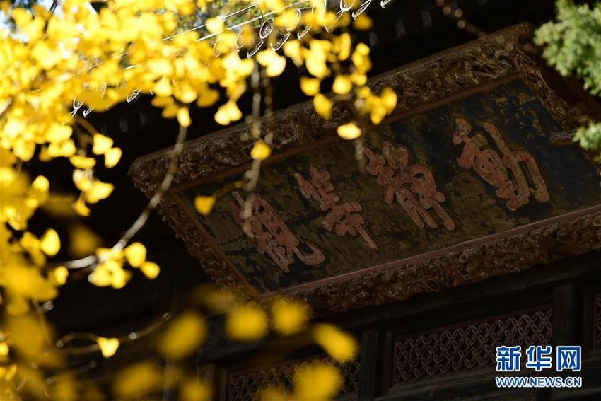 北京大觉寺：千年银杏美