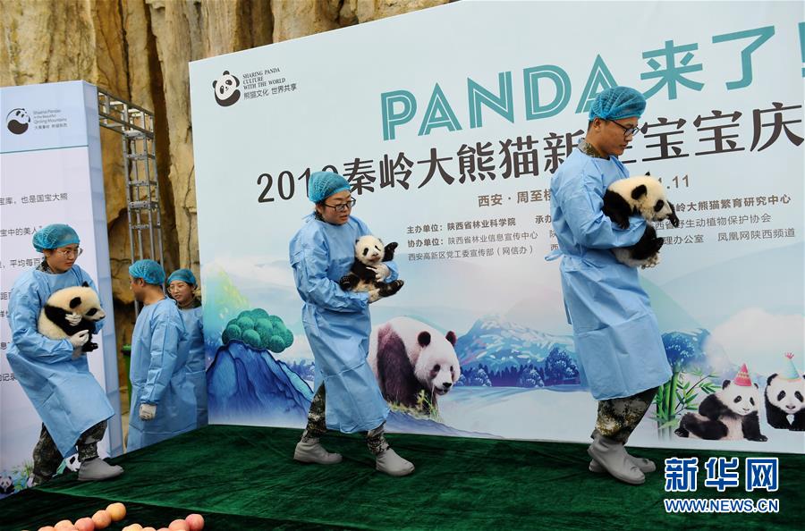「新华网」三只新生秦岭大熊猫“百日”亮相