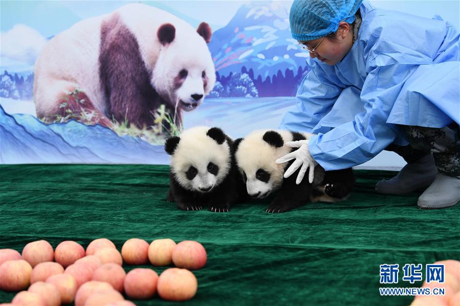 「新华网」三只新生秦岭大熊猫“百日”亮相