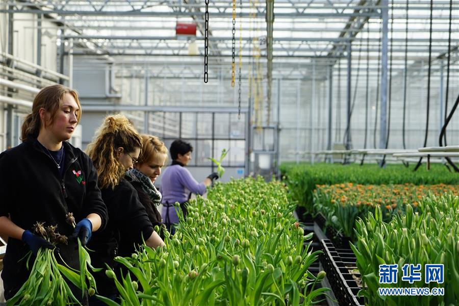 「新华网」“空中丝路”架金桥 荷兰郁金香绽放中国牡丹之乡