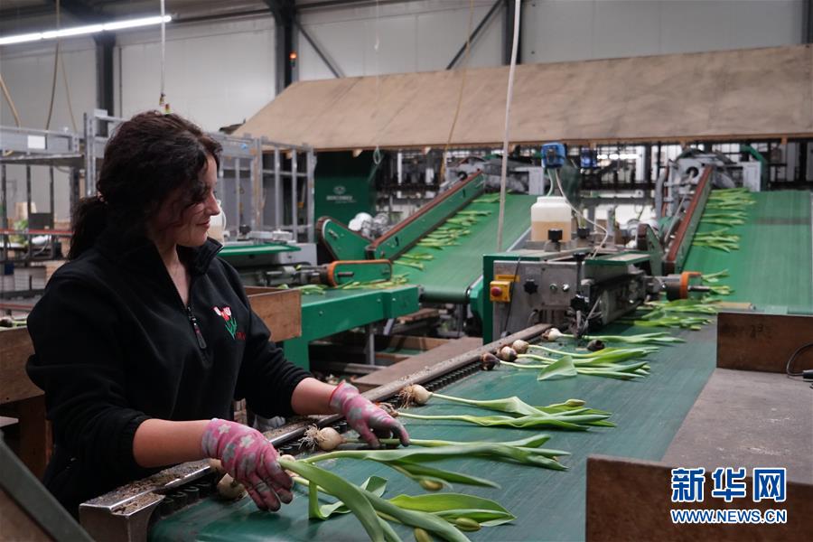 「新华网」“空中丝路”架金桥 荷兰郁金香绽放中国牡丹之乡