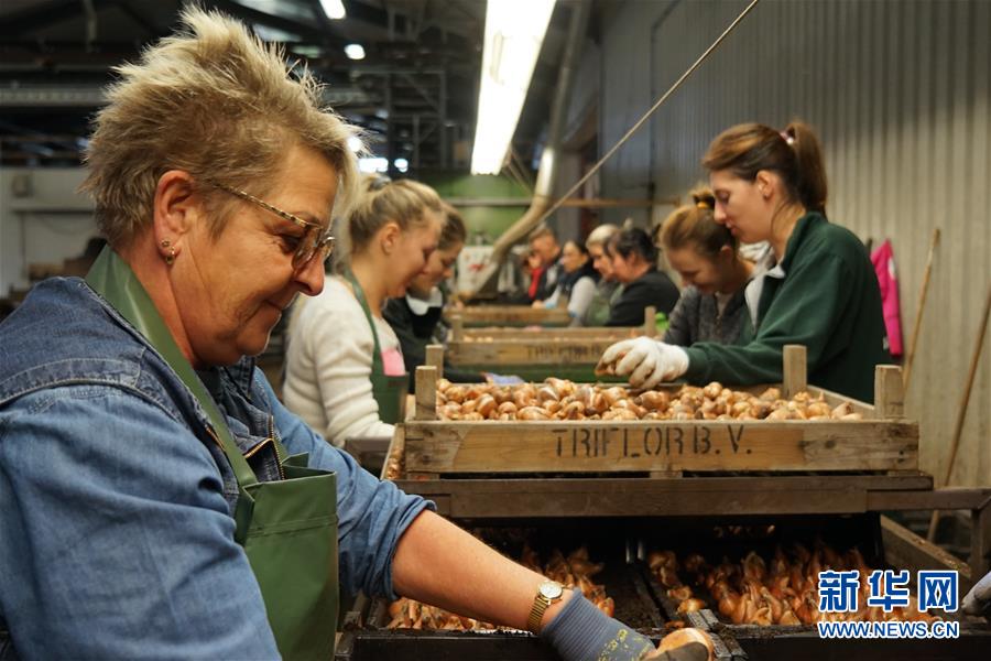 「新华网」“空中丝路”架金桥 荷兰郁金香绽放中国牡丹之乡