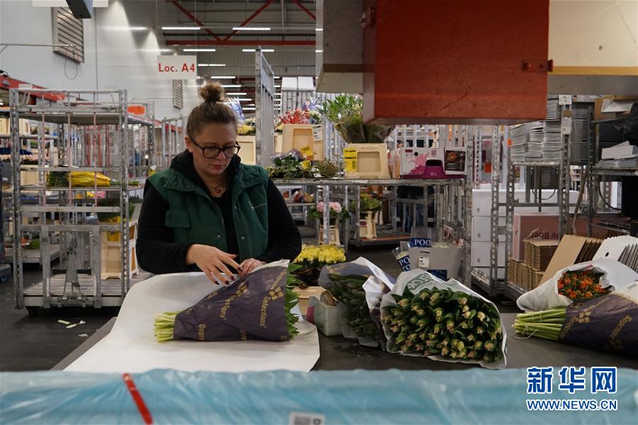 「新华网」“空中丝路”架金桥 荷兰郁金香绽放中国牡丹之乡