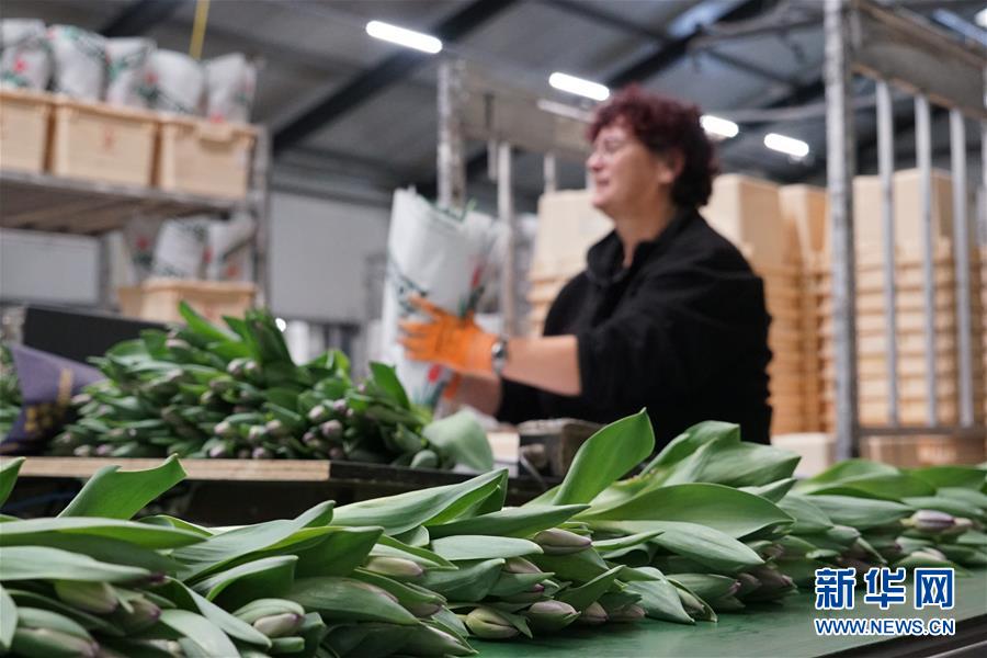 「新华网」“空中丝路”架金桥 荷兰郁金香绽放中国牡丹之乡