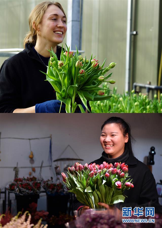 「新华网」“空中丝路”架金桥 荷兰郁金香绽放中国牡丹之乡