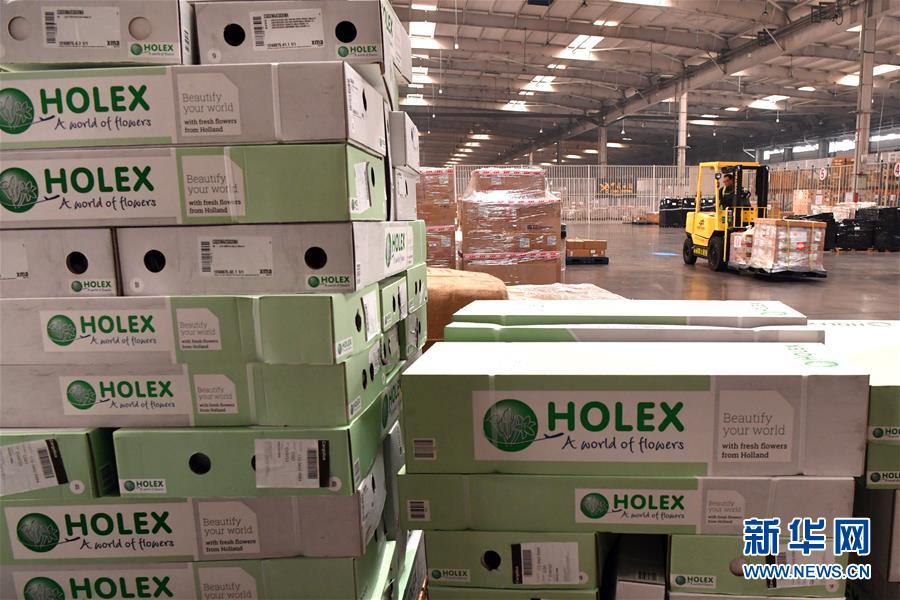 「新华网」“空中丝路”架金桥 荷兰郁金香绽放中国牡丹之乡