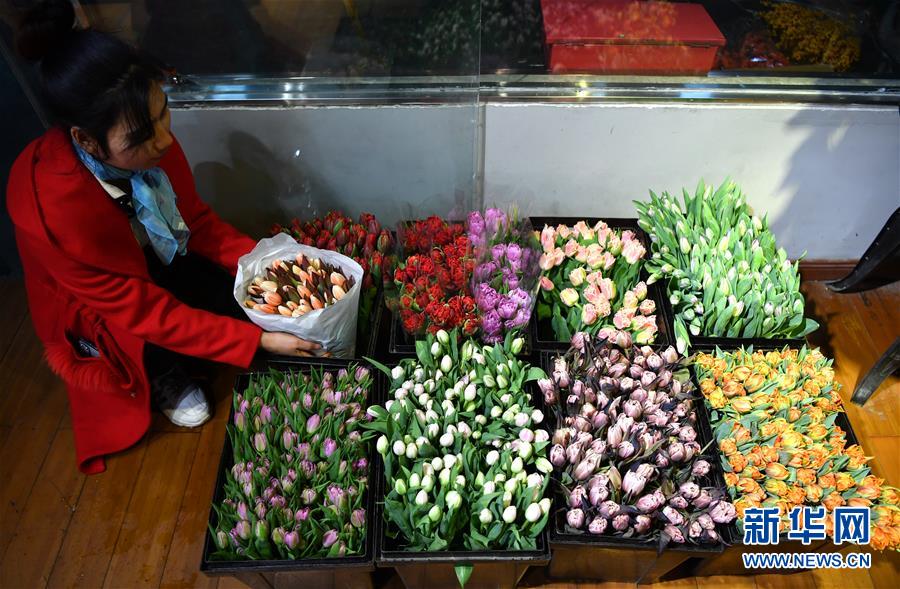 「新华网」“空中丝路”架金桥 荷兰郁金香绽放中国牡丹之乡