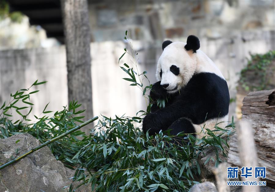 旅美大熊猫“贝贝”回国欢送活动启动