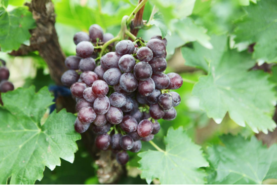 河北青县:葡萄丰收迎客来 共圆乡村振兴梦_fororder_(2024.9.9国际在线图片新闻)河北青县:葡萄丰收迎客来 共圆乡村振兴梦629