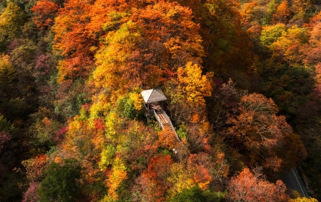 第二十二届四川国际光雾山红叶节 北京推介会举行_fororder_11